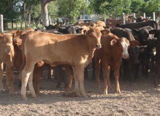 Ofrece Desarrollo Rural apoyo para comprar sementales bovinos