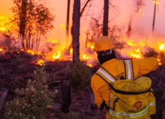 Incendios forestales en Chihuahua han afectado más de 82 mil hectáreas durante 2025