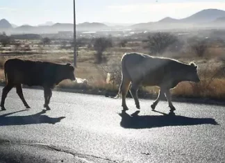 Buscan frenar presencia de ganado en calles de Chihuahua