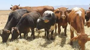 “Chihuahua mantiene su estatus sanitario”: Desarrollo Rural