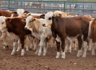 Ganaderos de Chihuahua rechazan ser “moneda de cambio”