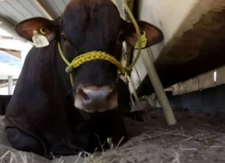 Afecta Barrenador al PIB de México: Detrimento de 1,300 mdd