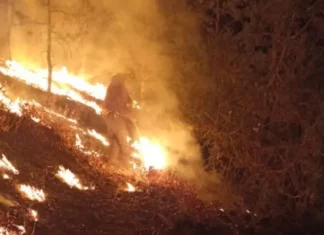 Han sofocado brigadistas 388 incendios forestales en Chihuahua durante 2025