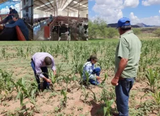 Para reforzar sanidad agropecuaria Chihuahua ha invertido más de 415 mdp