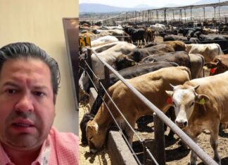 A 15 días continúa cerrada exportación de ganado a EU: Bustillos