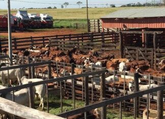 Invertirá estado 80 millones contra el gusano barrenador