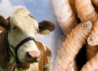 UGRCH se prepara ante posible propagación del gusano barrenador por altas temperaturas