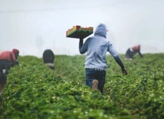 México pierde más de 45 mil empleos en mayo por estacionalidad en el sector agrícola