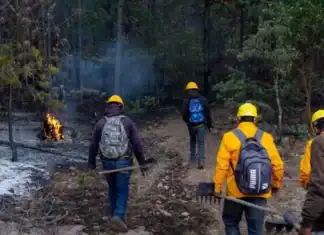 Sofocaron brigadistas tres incendios forestales, perduran 8 activos