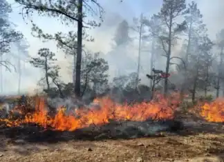 Ascienden a 10 los incendios forestales en el estado