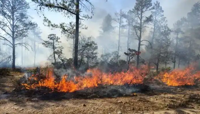 Diseño sin título - 2025-06-19T091751.414