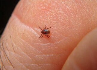 Chihuahua registra 28 casos y 11 defunciones por rickettsiosis