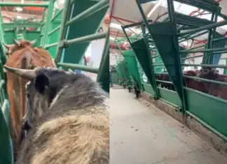 Se mantiene Chihuahua libre de gusano barrenador