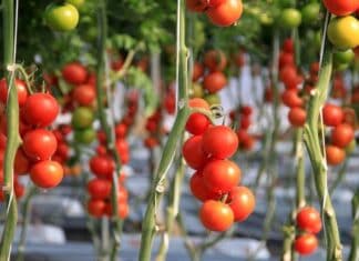 Arancel a tomates no afecta a Chihuahua