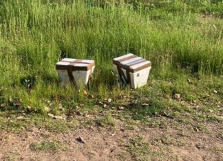 Hallan dos cabezas humanas en hieleras en Anáhuac