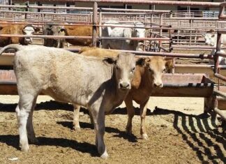 Secretaria de Agricultura de EE.UU. visitará Chihuahua por tema sanitario