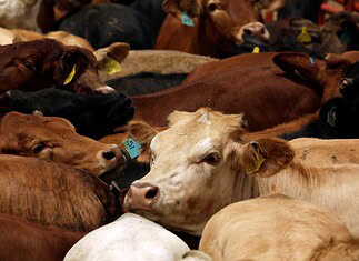 Chihuahua refuerza cuidado fitosanitario del ganado con reforma a la Ley de Ganadería