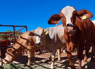 Gobierno estatal respalda petición de ganaderos contra importación de reses sin control sanitario