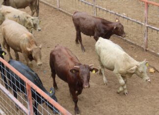 Cierre de Gobierno en EE.UU. podría afectar exportaciones: De la Peña