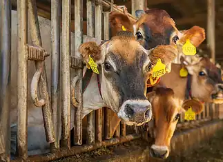 Sin fecha para reanudar exportación de ganado: Mauro Parada