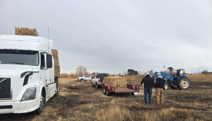 documento - 2026-01-23T113244.643