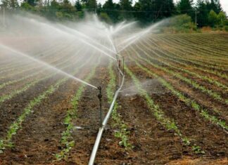 Ciclo agrícola operará al 35% en Chihuahua