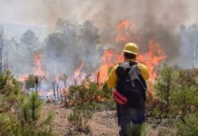Chihuahua registra tres incendios forestales activos