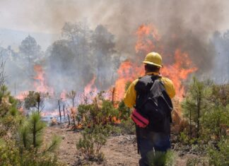 Reporta Chihuahua 8 incendios forestales activos; 164ha afectadas