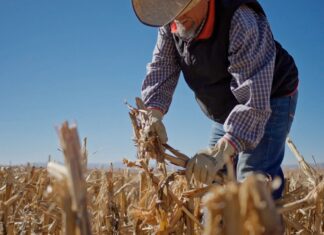 Reforma laboral pone presión al campo ante alta informalidad