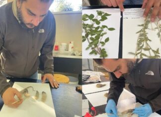 Resguarda UACH colección de 4,800 plantas en su Herbario Científico.