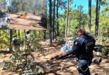 Destruye Policía Estatal narcocampamentos en Gpe y Calvo