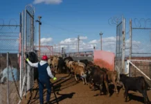 Ven posible reapertura de frontera para ganado