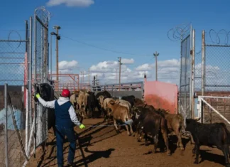 Ven posible reapertura de frontera para ganado