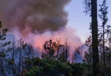 Reportan incendio forestal activo en Guachochi; trabajan 12 brigadistas