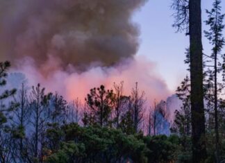 Reportan incendio forestal activo en Guachochi; trabajan 12 brigadistas