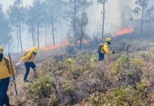 Combaten incendio forestal en Guachochi; afecta cinco hectáreas