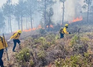 Combaten incendio forestal en Guachochi; afecta cinco hectáreas