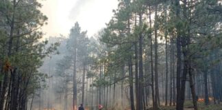 Incendio forestal en Temósachic moviliza a 25 combatientes
