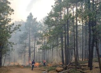 Reporta Conafor 4 incendios forestales activos en Chihuahua