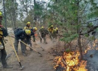 Reportan 8 incendios forestales activos en Chihuahua
