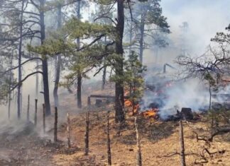 Reportan 7 incendios forestales activos en Chihuahua