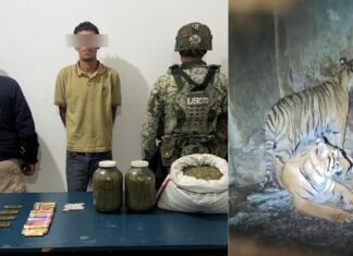 Arrestan a sujeto con 2 tigres de bengala en Nonoava