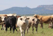 Impulsa SDR programa de crédito para repoblamiento pecuario