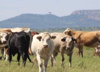Impulsa SDR programa de crédito para repoblamiento pecuario