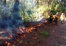 Resurge incendio forestal en Balleza; combaten otro en Gpe y Calvo