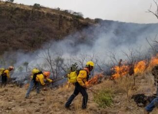 Nuevo incendio forestal en Janos; reportan 60% de control