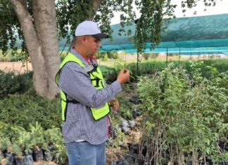 Emiten recomendaciones para cuidar árboles y plantas