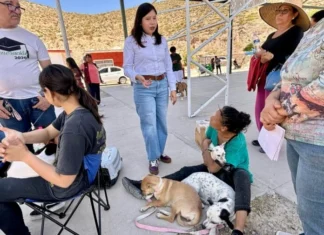 Realiza diputada Jael Argüelles 200 esterilizaciones en Palo Chino