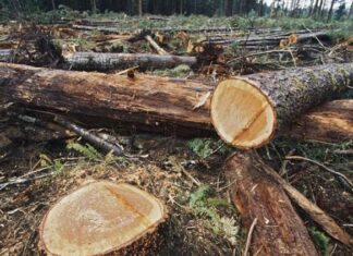 Refuerzan acciones contra la tala ilegal en la Sierra Tarahumara