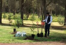 Jornada Nacional de Reforestación: 6.6 millones de árboles en un día